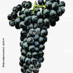 The Cesanese di Affile Wine Grape in Italy