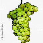 The Chardonnay Wine Grape in Italy