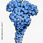 The Chatus Wine Grape in Italy