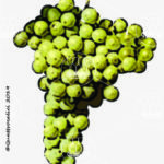The Cococciola Wine Grape in Italy