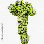 The Coda di Volpe Wine Grape in Italy