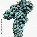 The Colorino Wine Grape in Italy