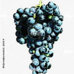 The Corbina Wine Grape in Italy