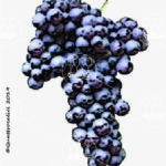 The Corinto nero Wine Grape in Italy