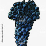 The Cornallin Wine Grape in Italy