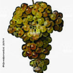 The Cortese Wine Grape in Italy