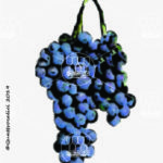 The Corvinone Wine Grape in Italy