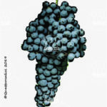 The Croatina Wine Grape in Italy