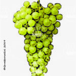 The Vujino Wine Grape in Italy