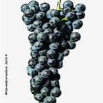 The Dindarella Wine Grape in Italy