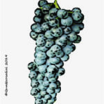 The Diolinoir Wine Grape in Italy