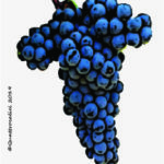 The Dolcetto Wine Grape in Italy