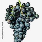 The Doux d’Henry Wine Grape in Italy