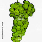 The Durella Wine Grape in Italy