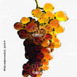 The Erbaluce Wine Grape in Italy