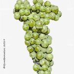 The Erbamat Wine Grape in Italy