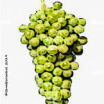 The Falanghina Wine Grape in Italy