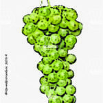 The Famoso Wine Grape in Italy