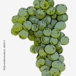 The Fenile Wine Grape in Italy