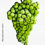 The Fiano Wine Grape in Italy