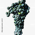 The Fogarina Wine Grape in Italy