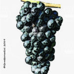 The Foglia tonda Wine Grape in Italy