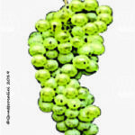 The Forastera Wine Grape in Italy