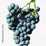 The Forgiarin Wine Grape in Italy