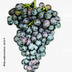 The Fortana Wine Grape in Italy