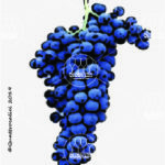 The Freisa Wine Grape in Italy