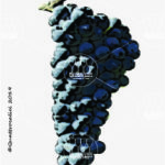 The Fumin Wine Grape in Italy