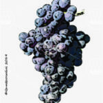 The Gaglioppo Wine Grape in Italy