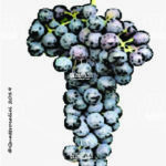 The Gamaret Wine Grape in Italy