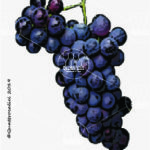 The Gamay Wine Grape in Italy