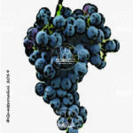 The Gamba rossa Wine Grape in Italy