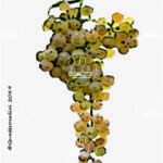 The Garganega Wine Grape in Italy