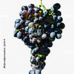 The Girò Wine Grape in Italy