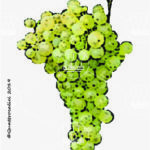 The Glera Wine Grape in Italy