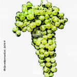 The Glera lunga Wine Grape in Italy