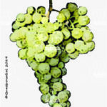 The Goldtraminer Wine Grape in Italy