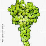 The Grecanico dorato Wine Grape in Italy