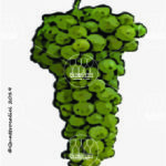 The Grechetto Wine Grape in Italy