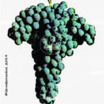 The Grechetto rosso Wine Grape in Italy