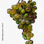 The Greco Wine Grape in Italy