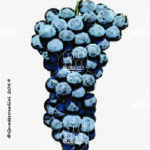 The Greco Nero Wine Grape in Italy