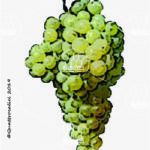 The Grillo Wine Grape in Italy