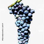 The Groppello di Revò Wine Grape in Italy