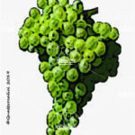 The Guardavalle Wine Grape in Italy