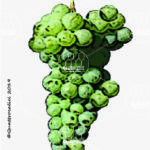 The Granatza Wine Grape in Italy