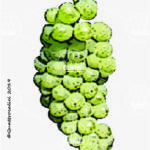 The Incrocio Bruni 54 Wine Grape in Italy